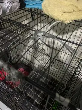Jual Cepat Express Paket Kandang Kucing Tingkat 3 dan Perlengkapan