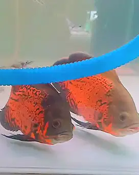 Sepasang ikan oscar red leopard super