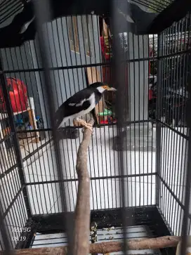 Di jual jalak suren fulset