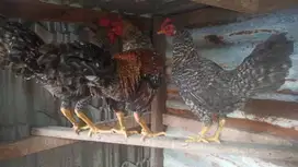 Ayam Kampung ternak rumahan