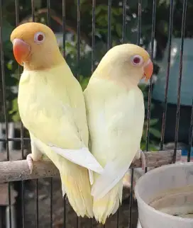 Lovebird pb cremino MM