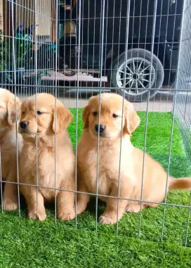 GOLDEN RETRIVER PUPPY