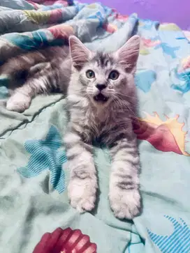 Kitten Mainecoon Maine Coon Parent Pedigree CFA