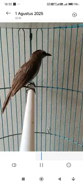 Burung saja trucukan jantan  rajin bunyi tuker tambah barter ajukan