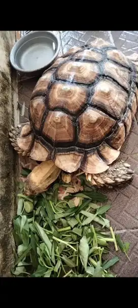 Adop Kura Kura Sulcata