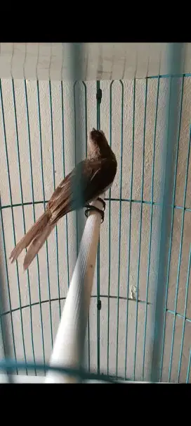 Hanya Burung trucukan jantan sudah bunyi barter tuker tambah