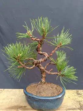 Tanaman bonsai japanese black pine