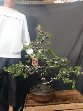 Tanaman bonsai cemara sinensis besar siap pajang nego