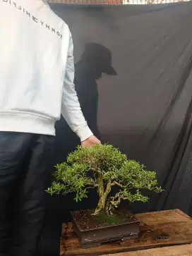 Tanaman bonsai serbin siap pajang