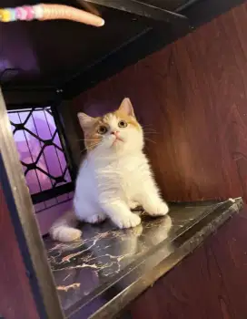 BSH MUNCHKIN RED BICOLOUR