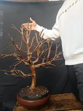 Tanaman bonsai aAnggur brazil/kuoandak, jade plant dll