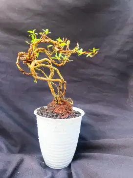 Tanaman bonsai dan lainnya