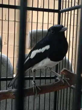 Jual burung Kacer