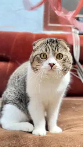 Scottish Fold jantan