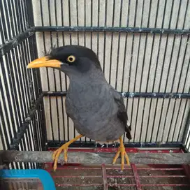 Burung Jalak Kebo Jantan Rajin