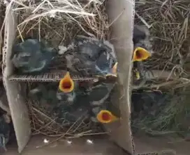 LOLOHAN BURUNG KEKEP BABI JINAK