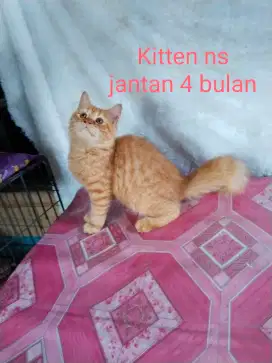 Kitten Ns jantan 4bln