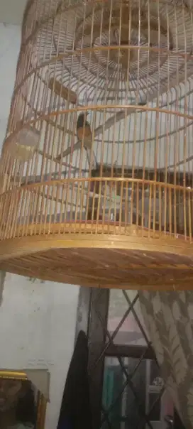 Jual burung murai jantan por total dari trotol pakai ring gacor