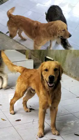 Jual Golden Retriever