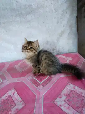 kitten munckin jantan
