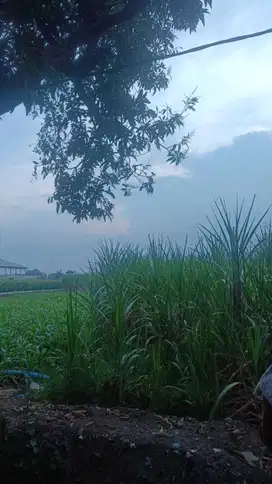 Lahan pertanian 2000 m2 harga 1,5 Milyar di Puri, Mojokerto