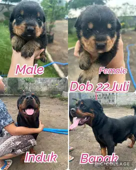 Anak anjing Rottweiler