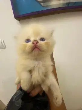 dijual kucing persian ras murni