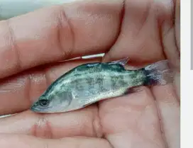 bibit ikan kakap putih/hitam ukuran 1,5 inch