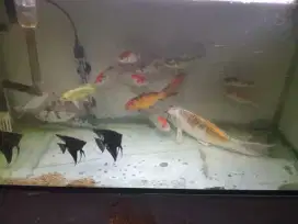 ikan koi ktp jawa barat