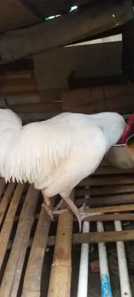 Jual murah ayam pelung putih mulus