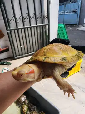 Kura kura berazil albino