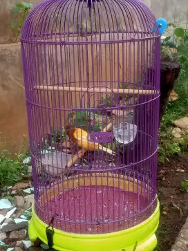 Kenari lokal gacor
