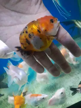 Ranchu tiny tail rancu