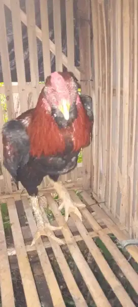 Jual 1 pasang ayam Bangkok klasik