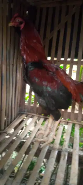 Jual 1 pasang ayam Bangkok klasik