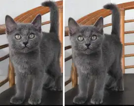 Kucing kitten British shorthair Female lucu