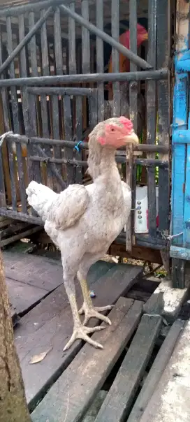 Jual 1 pasang ayam Bangkok klasik