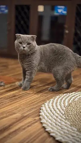 Kucing Scotish fold bsh murah pejantan big