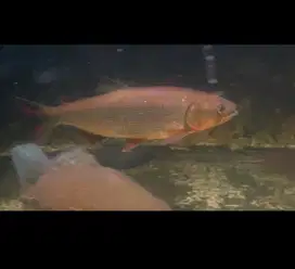 Ikan Hias Golden Dorado