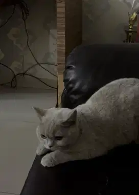 Kucing british shorthair bsh british short hair