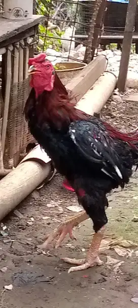 Jual 1 pasang ayam Bangkok klasik