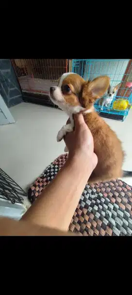 Chihuahu betina longhair 3bulan