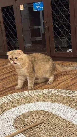 kucing scotish fold jantan murah golden