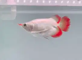 Short Body King 18cm