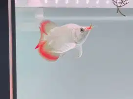 Short Body King 18cm