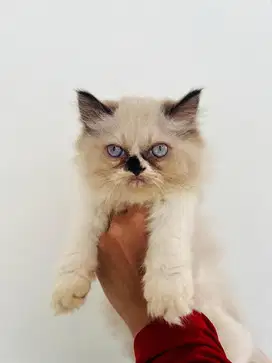 Flatnose himalaya