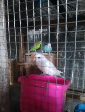 Burung parkit 3 ekor