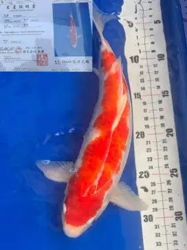 Kohaku Import Sakai