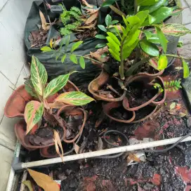 Pot tanaman bertingkat