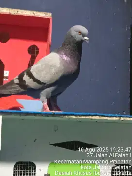 merpati Bujang megan